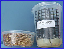 our fly cultures- melanogaster