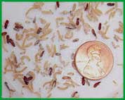 Rice Flour Larvae & Beetles