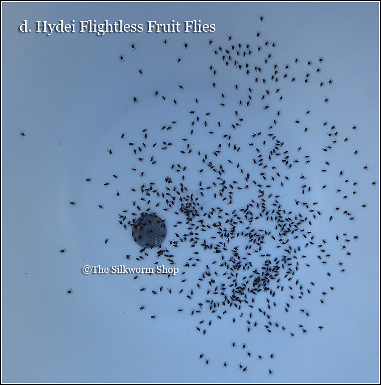 hydei fly count
