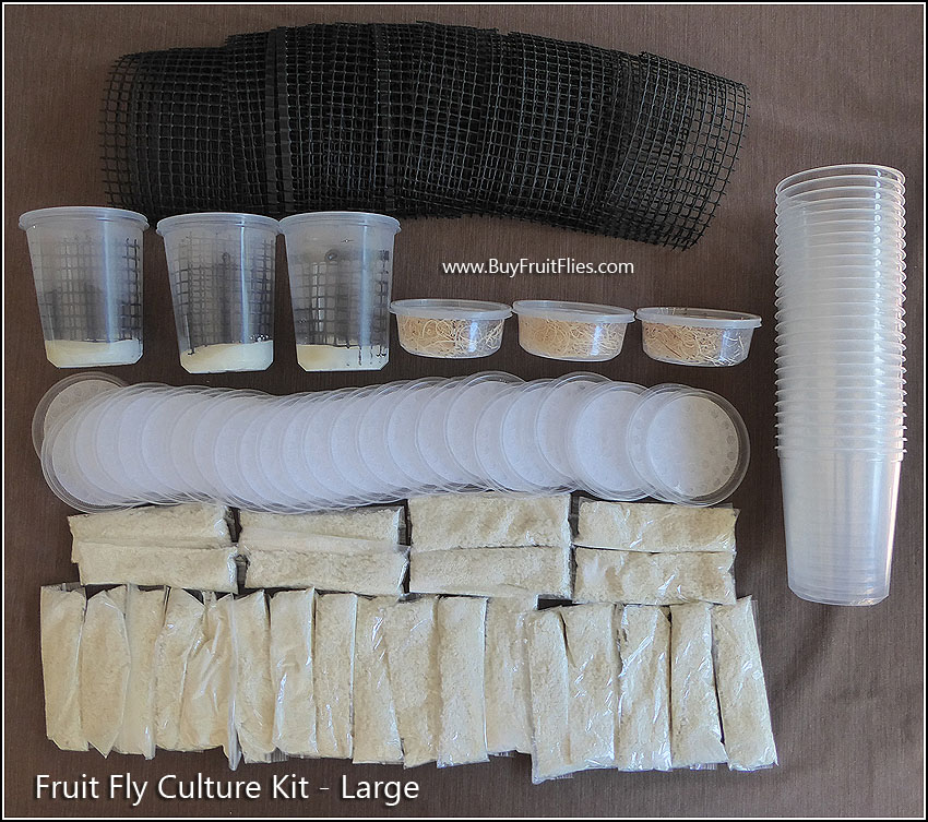 Large Fruit Fly Kit