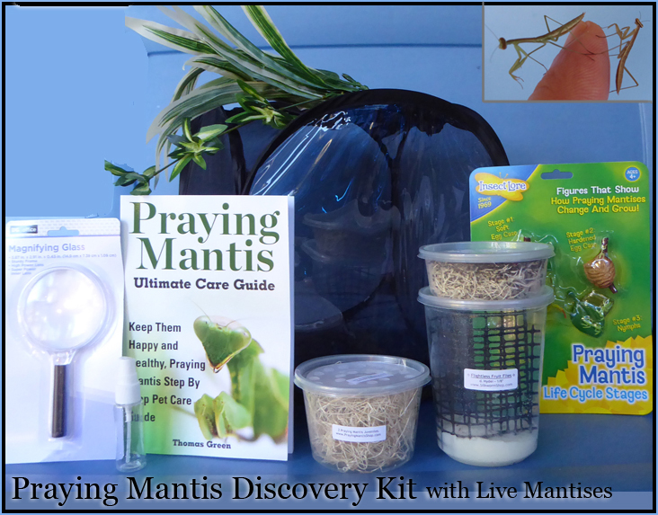 discovery kit with live mantis