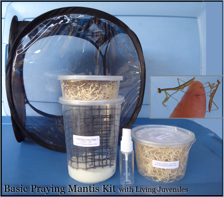 praying mantis basic kit with live juvenile