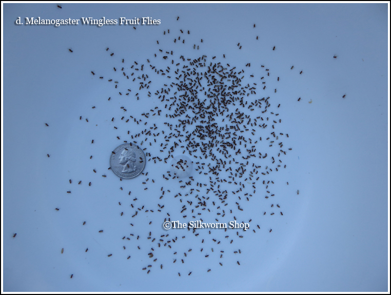 melanogaster fly count