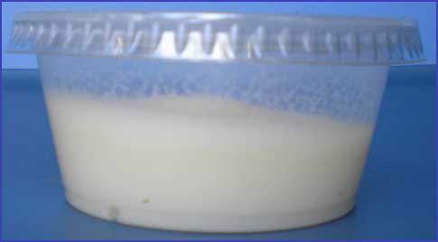 Microworm Starter Culture