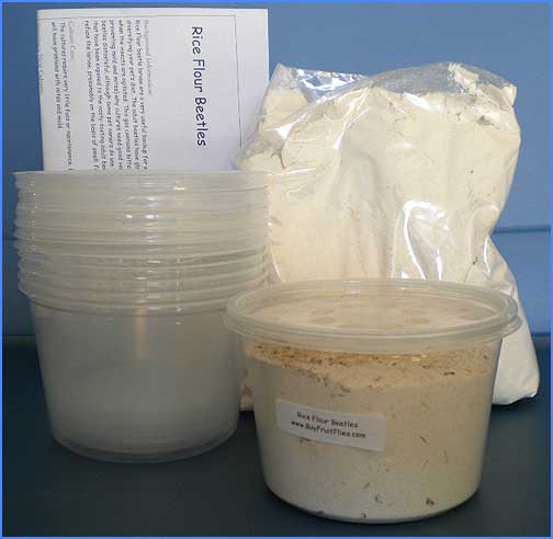 Rice Flour Beetle Kit